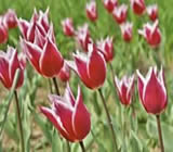 Floricultura em Atibaia