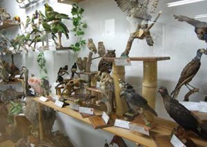 Museu de Hitória Natural de Atibaia
