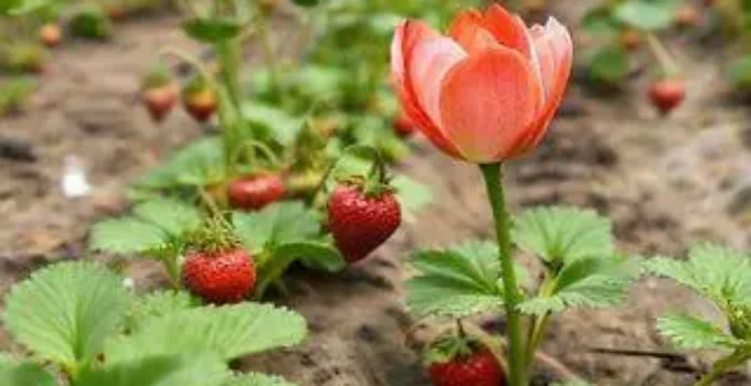 cultivar fênix