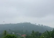 veranico