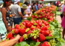 Festa do Morango de Atibaia