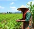 acompanhamento gratuito para produtores rurais